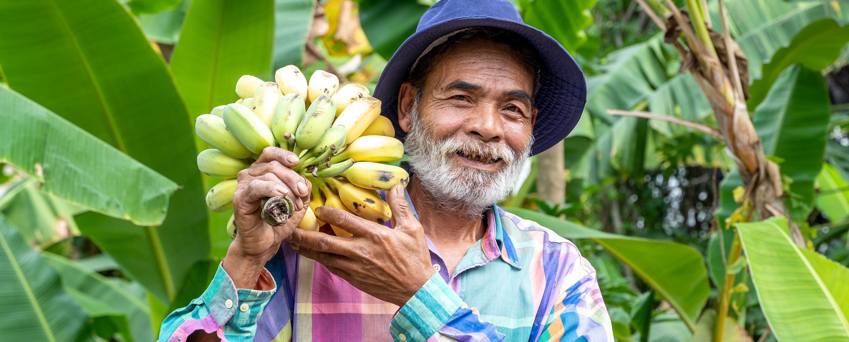 Eine Person trägt eine bunte karierte Hemdjacke und einen Hut und hält einen großen Bund Bananen in einer grünen, tropischen Umgebung.