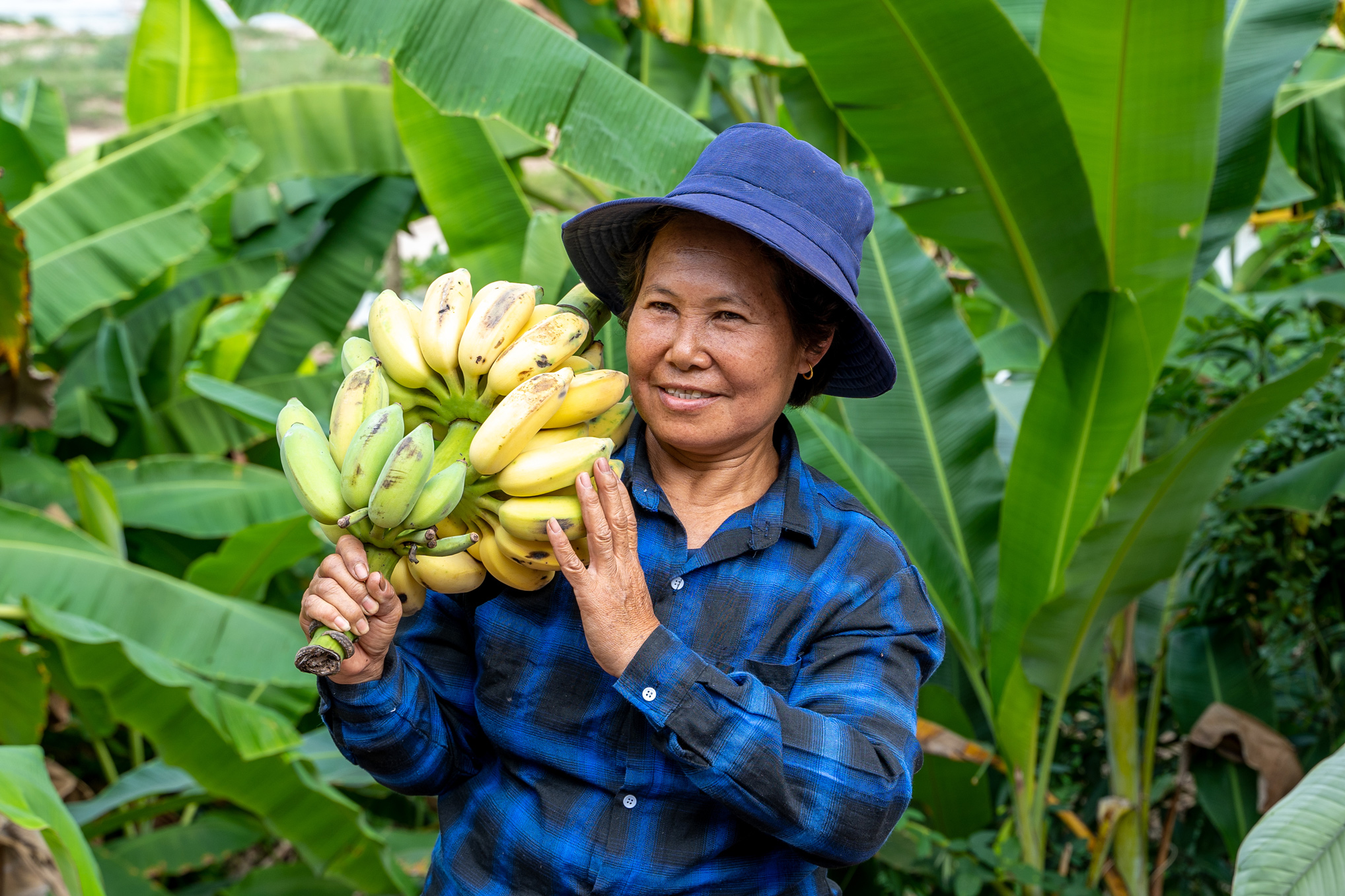 A person is wearing a colorful plaid shirt jacket and a hat and is holding a large bunch of bananas in a green, tropical setting.