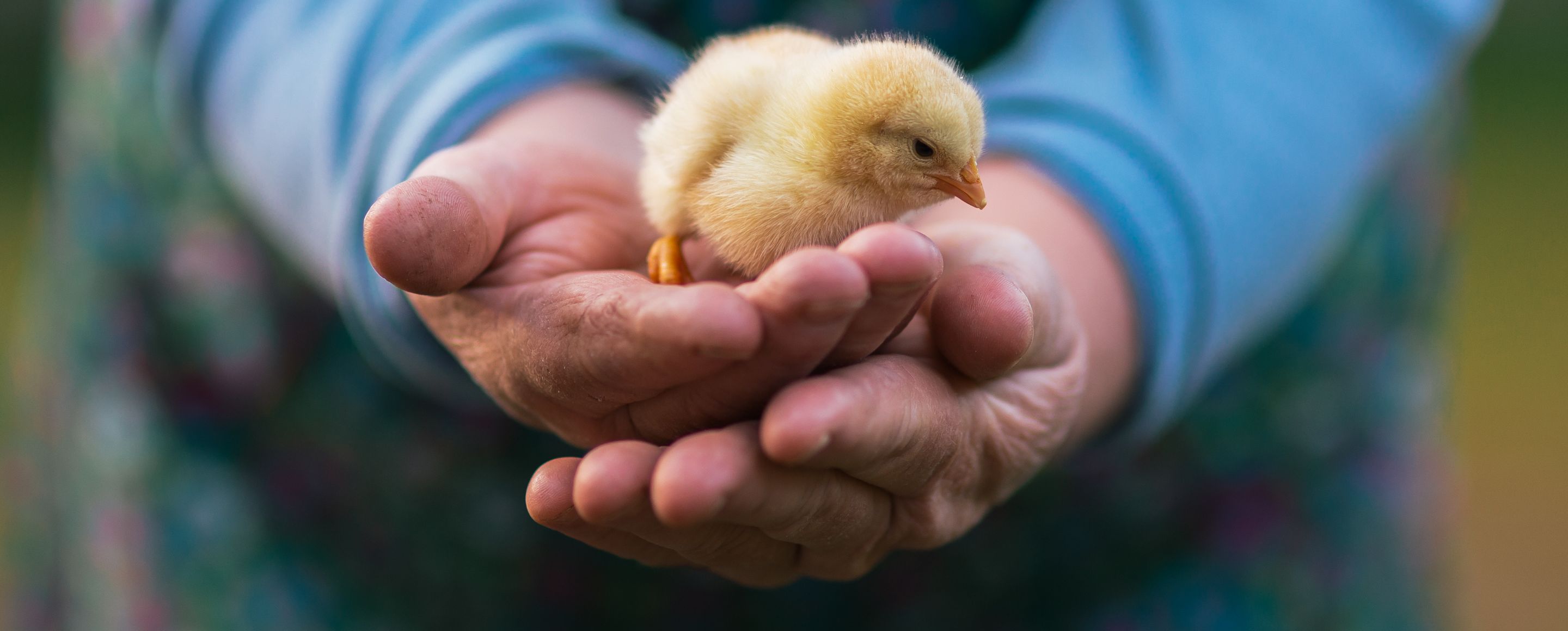 A person wearing a blue top and a patterned dress is gently holding a little yellow chick in their hands.
