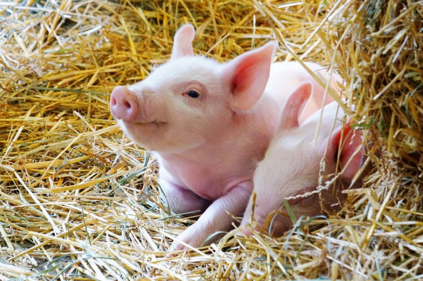 Two piglets are lying in the hay.