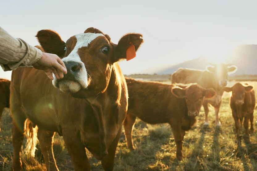 Several cows are standing in a meadow at sunset, whilst a person is stroking one of the cows on the muzzle.