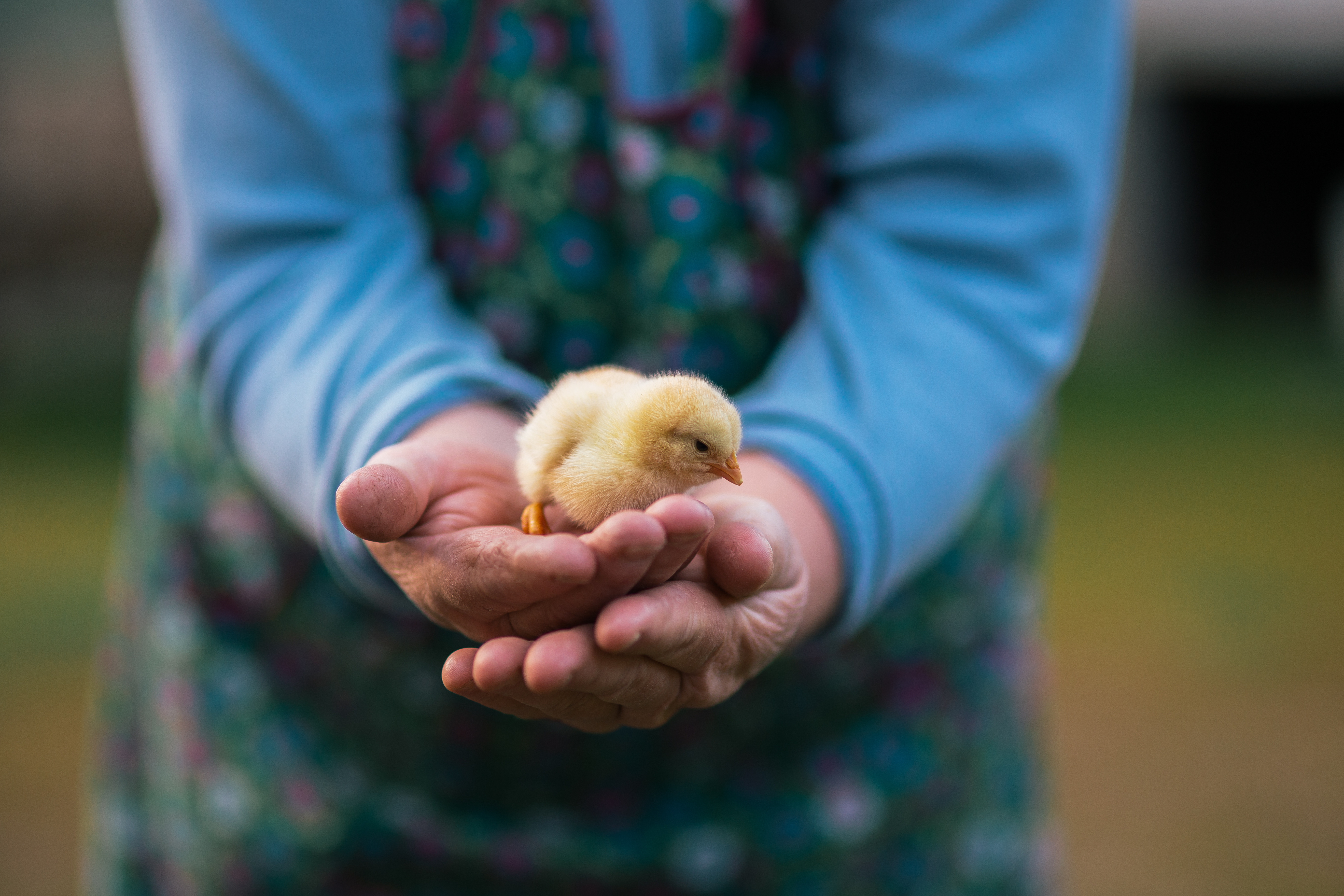 A person wearing a blue top and a patterned dress is gently holding a little yellow chick in their hands.