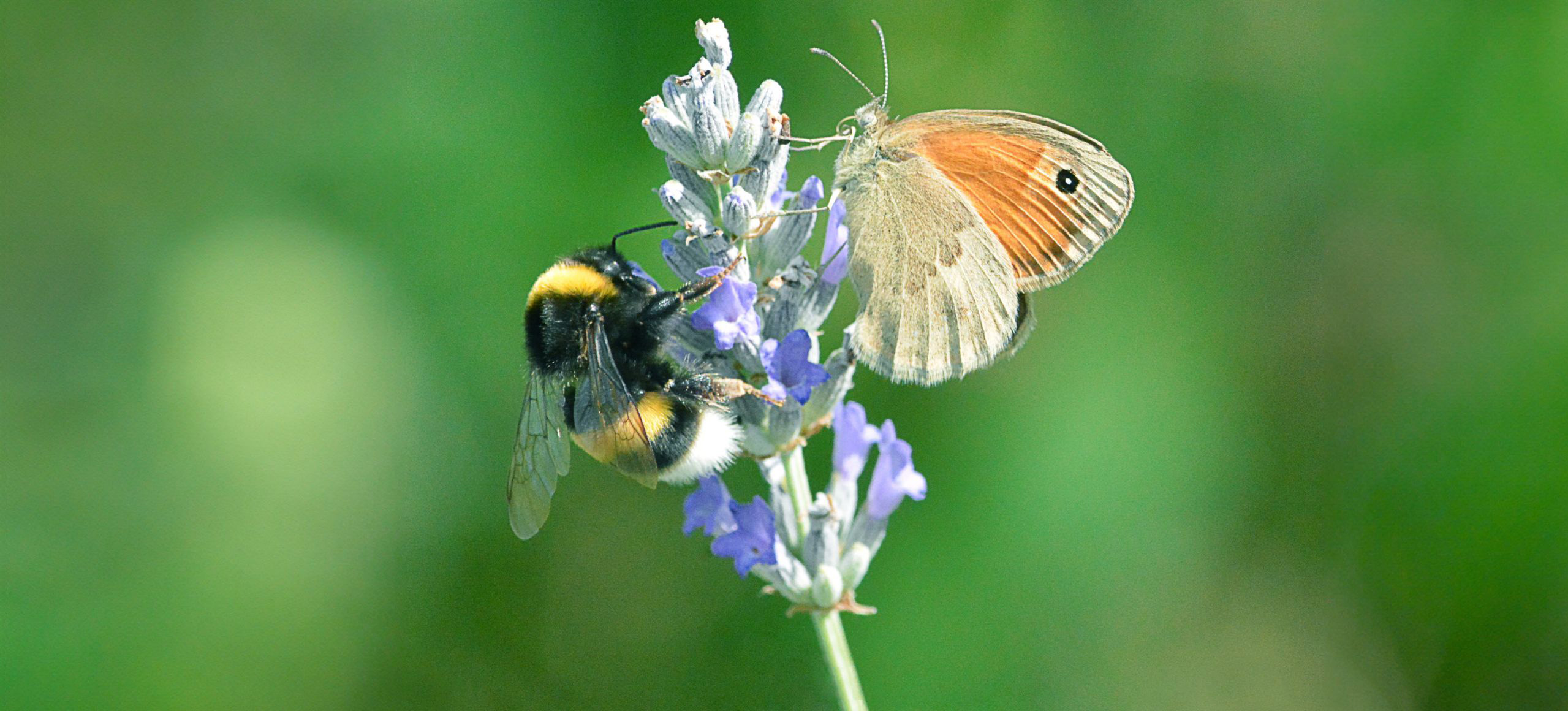 A bumblebee and a butterfly are perched together on a purple inflorescence against a blurred green background.