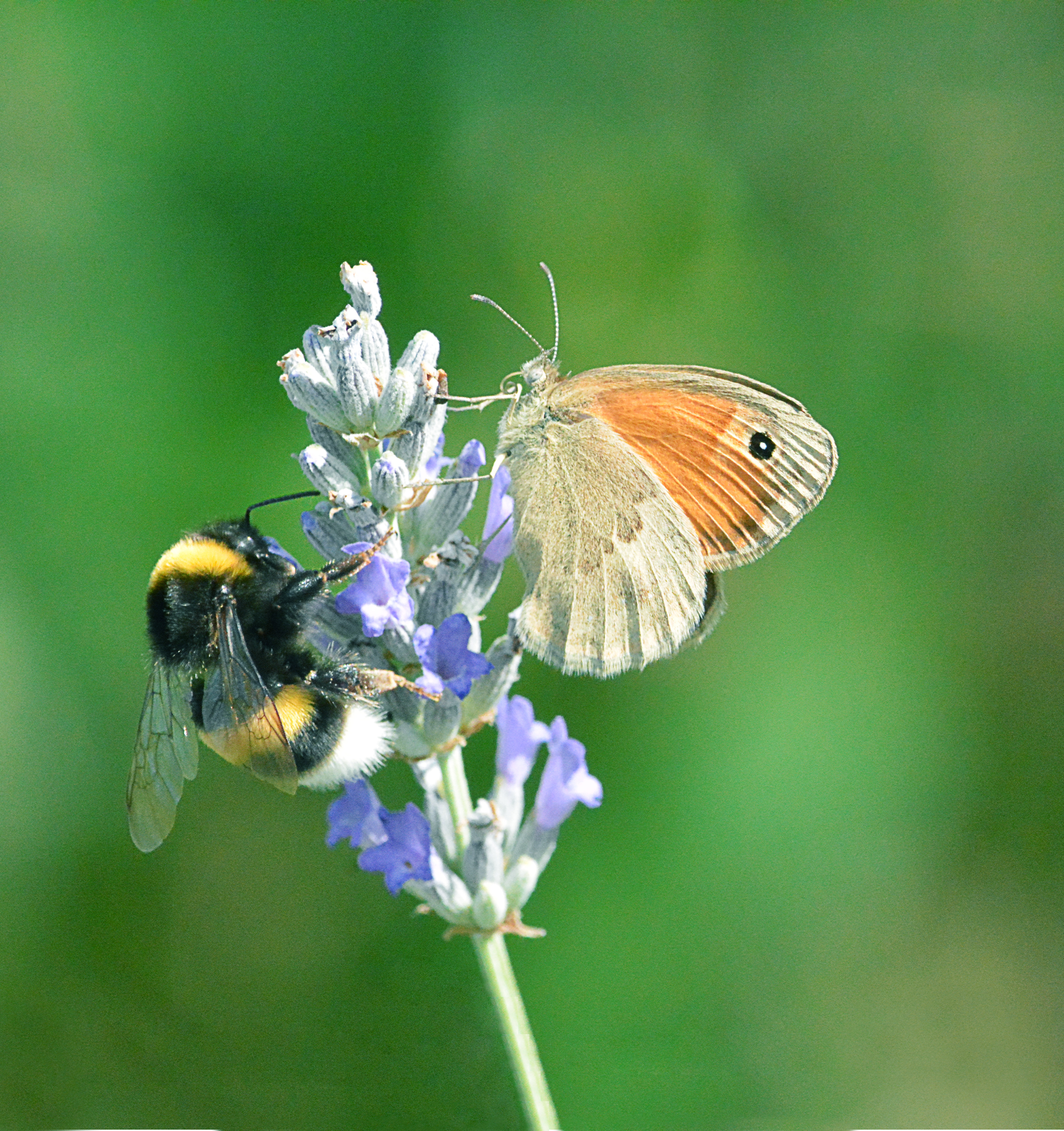 A bumblebee and a butterfly are perched together on a purple inflorescence against a blurred green background.