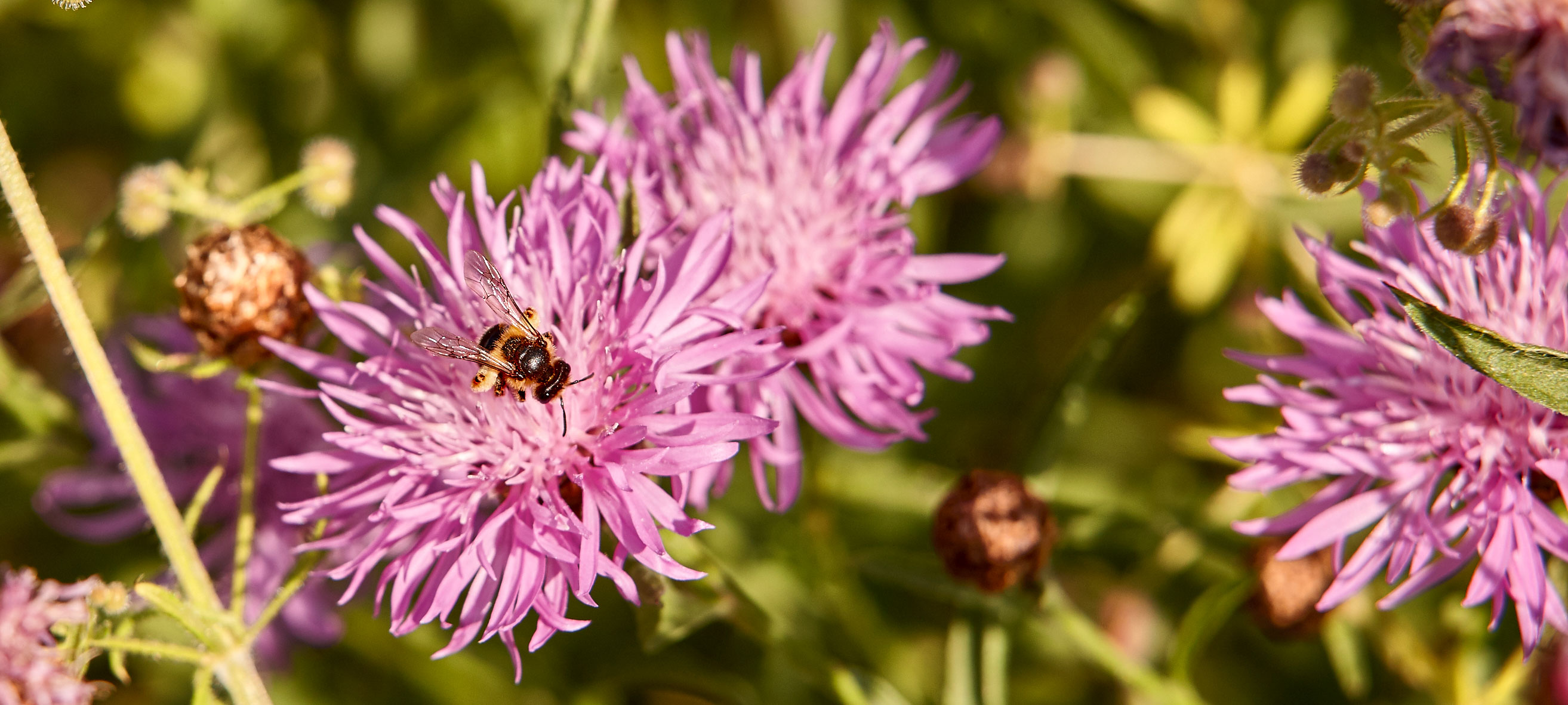 A bee is sitting on a purple flower in a green meadow, with other purple flowers in the background.