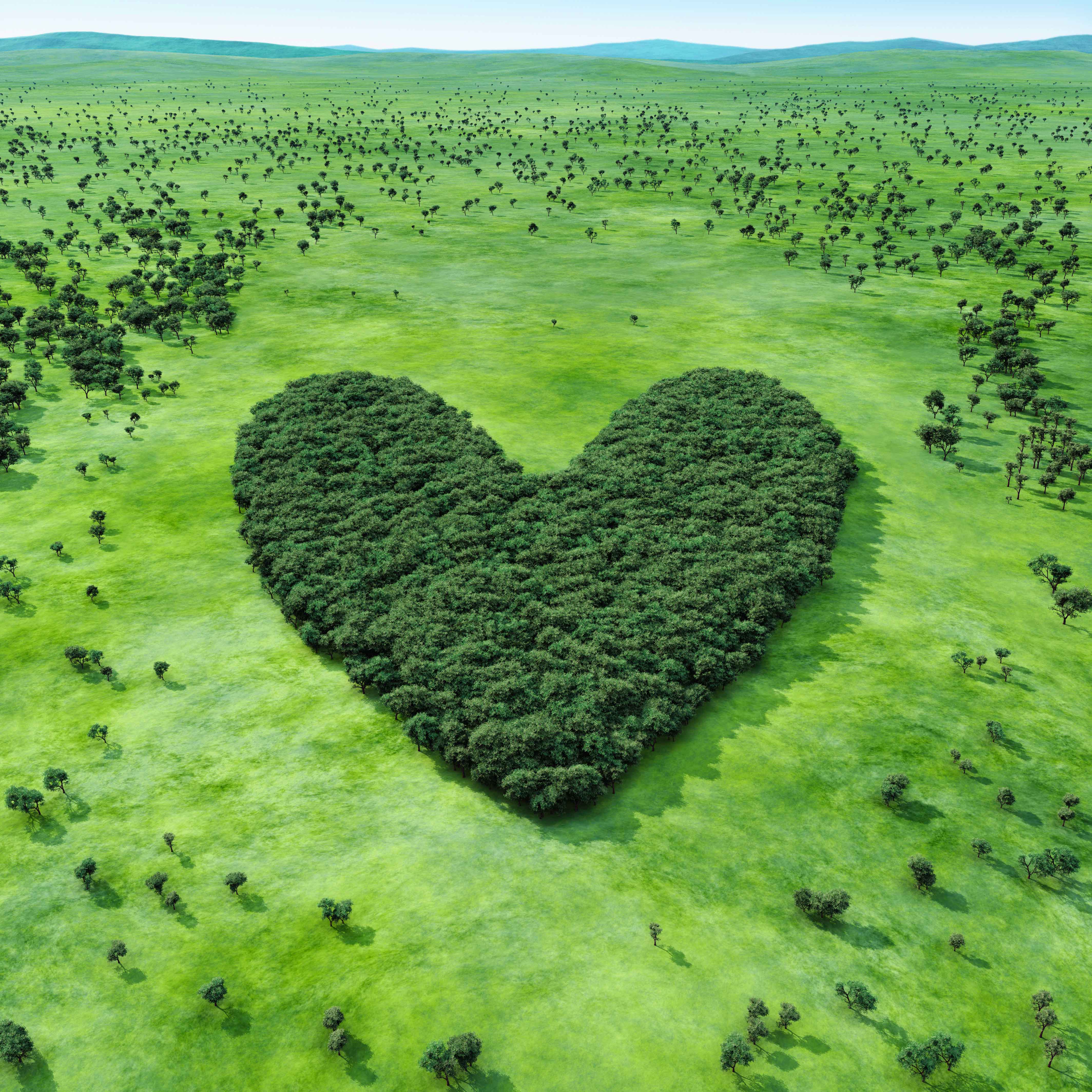 A large heart-shaped patch of dense woodland stands in stark contrast to the surrounding open, green countryside.