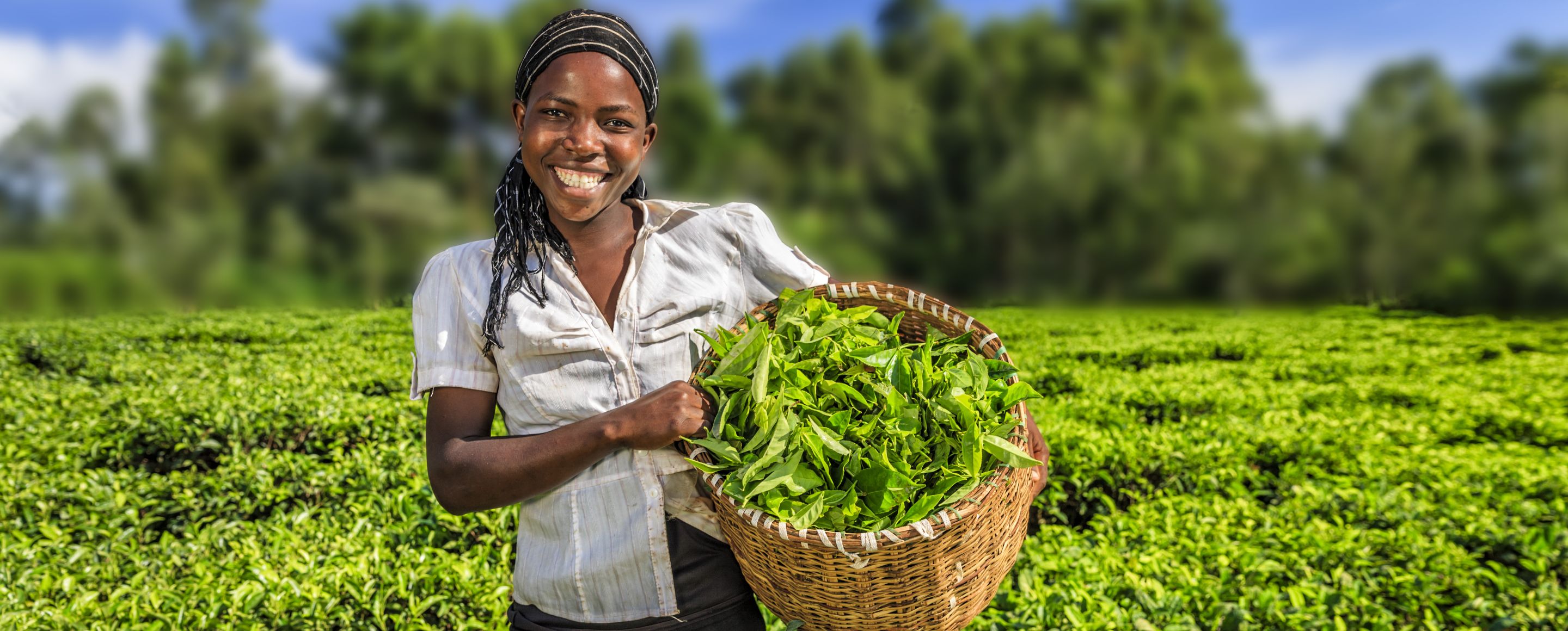 A person is standing in a green field, holding a basket full of freshly picked leaves.