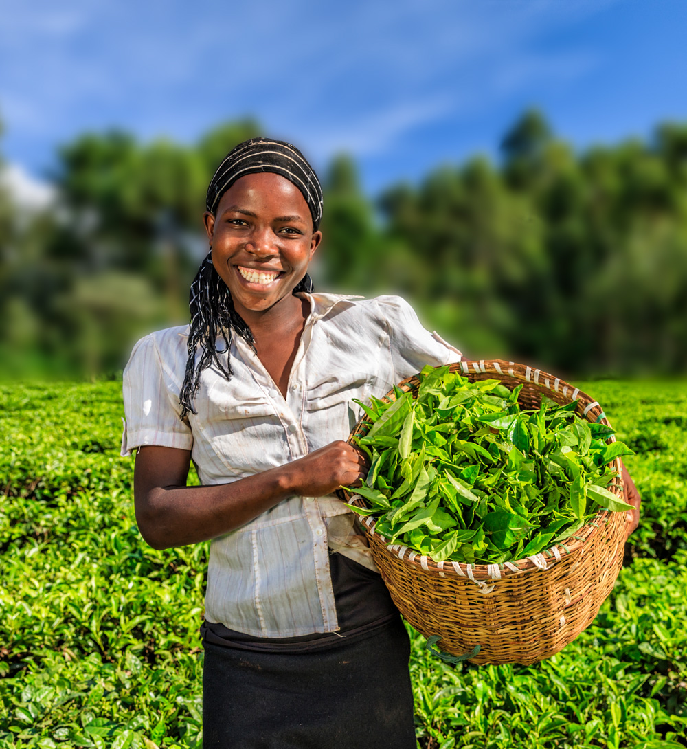 A person is standing in a green field, holding a basket full of freshly picked leaves.