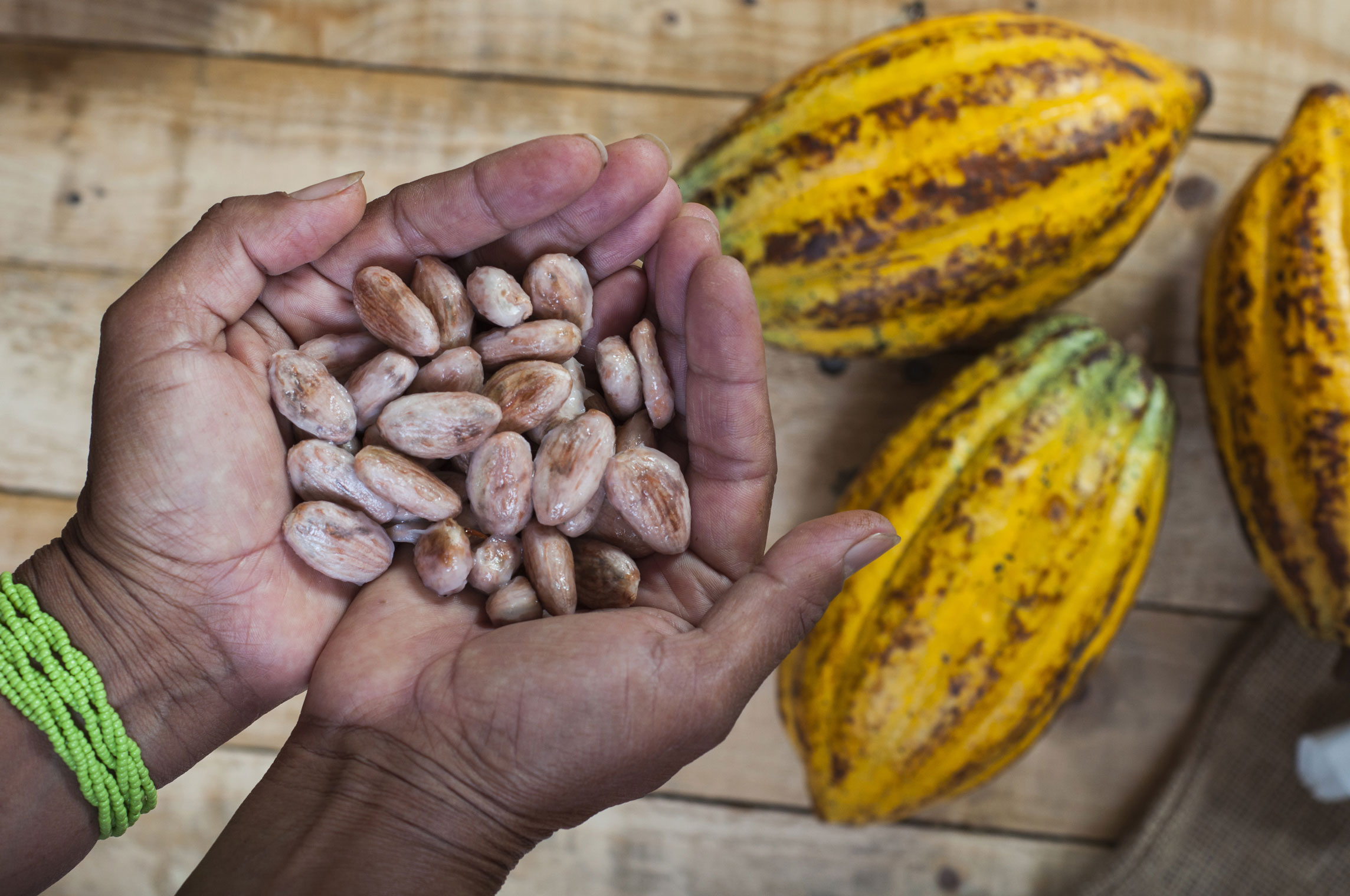 Two hands are holding a pile of cocoa beans in front of three ripe cocoa pods on a wooden table.