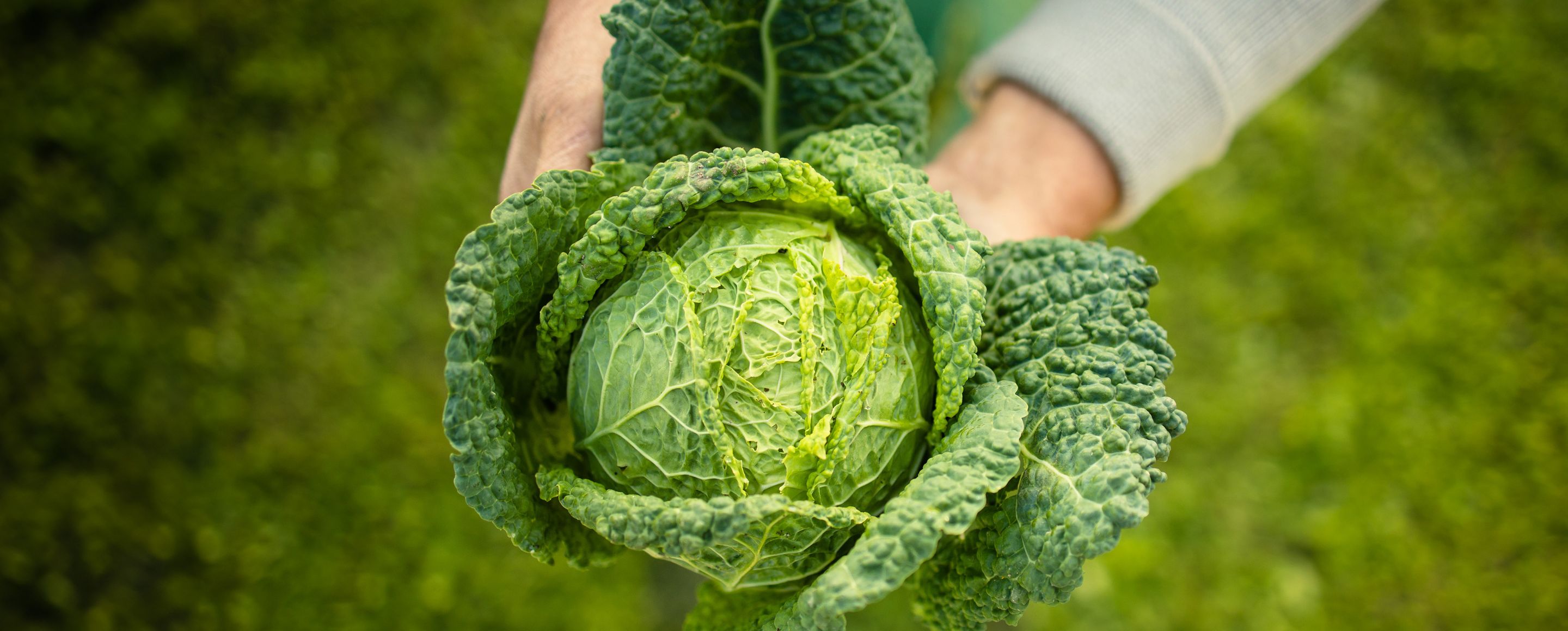 A person is holding a fresh, green savoy cabbage with its leaves spread out against a blurred green background.
