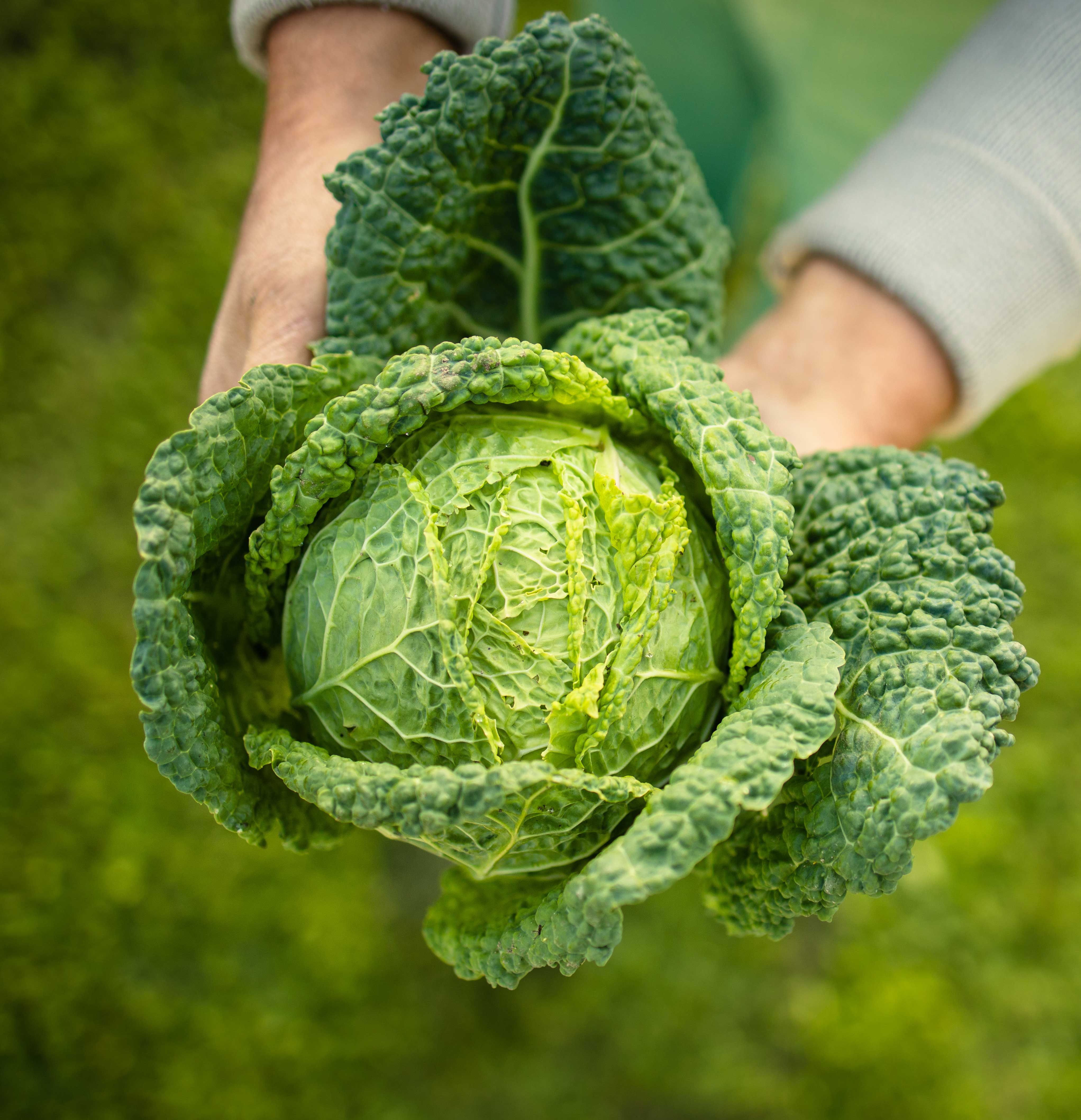 A person is holding a fresh, green savoy cabbage with its leaves spread out against a blurred green background.