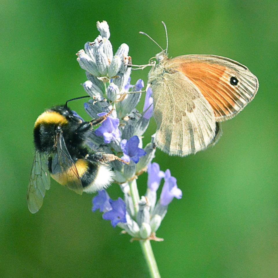Eine Hummel und ein Schmetterling sitzen gemeinsam auf einem lila Blütenstand vor einem unscharfen grünen Hintergrund.