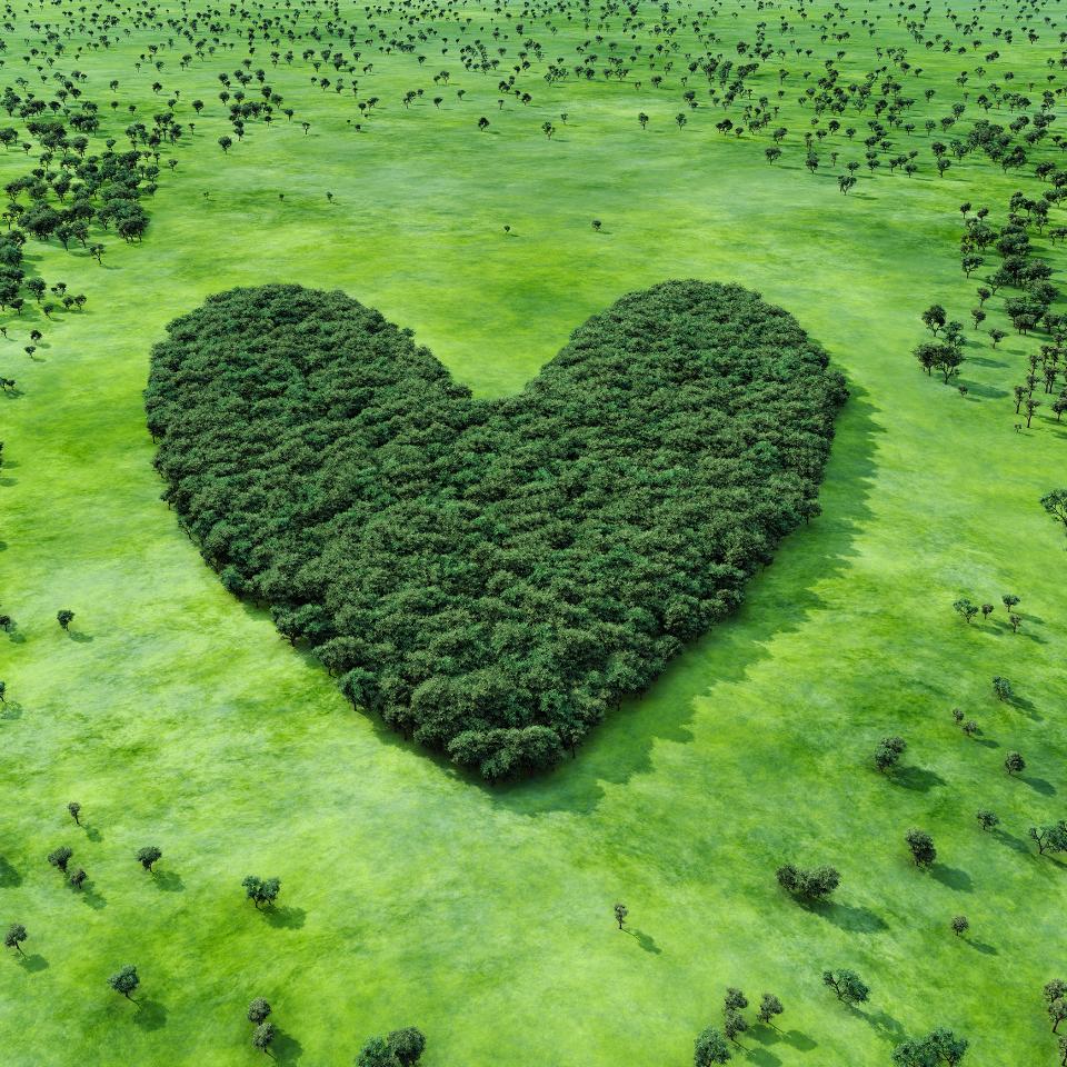 Ein großes Herz aus dichtem Wald steht im Kontrast zu der umgebenden offenen grünen Landschaft.