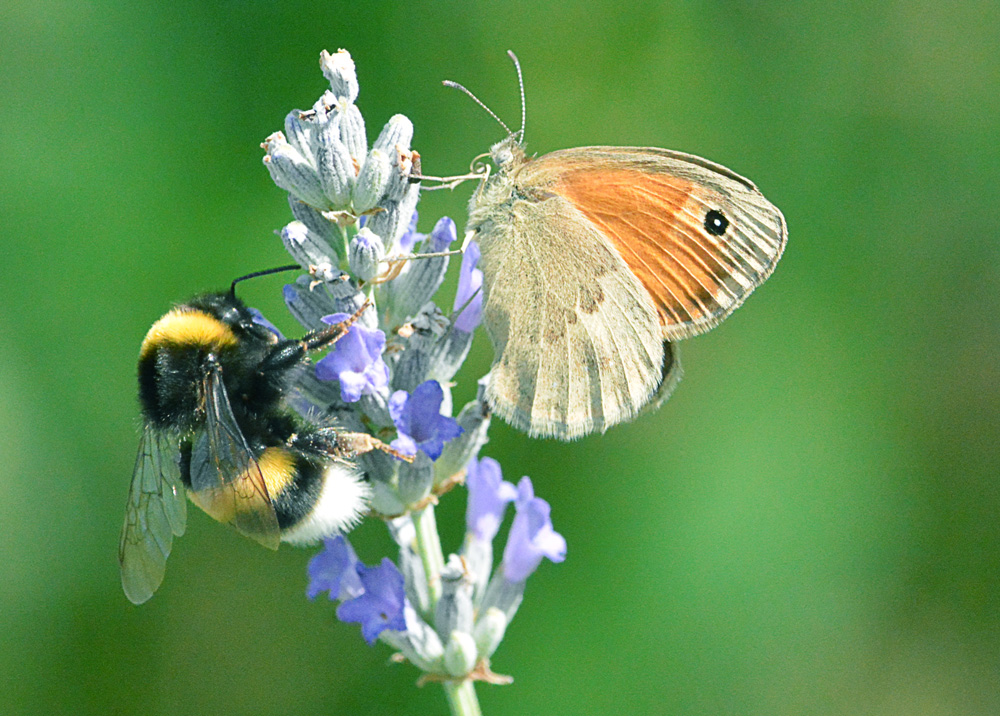 A bumblebee and a butterfly are perched together on a purple flower cluster against a blurred green background.