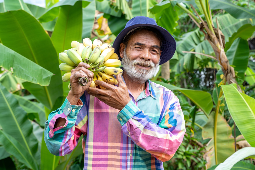 A person is wearing a colorful plaid shirt jacket and a hat and is holding a large bunch of bananas in a green, tropical setting.