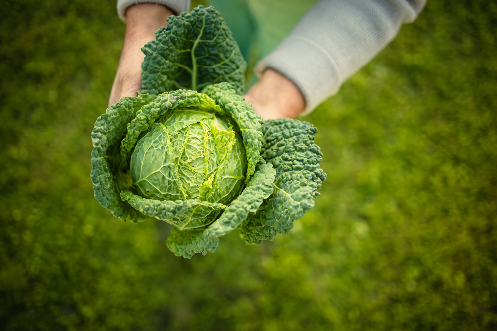 A person is holding a fresh, green savoy cabbage with its leaves spread out against a blurred green background.