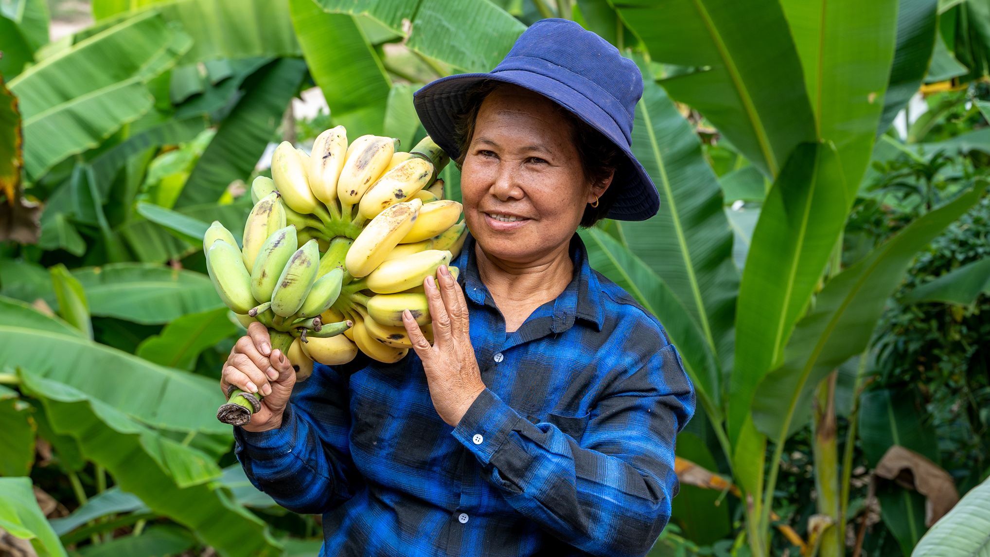 A person is wearing a blue checked shirt jacket and a hat, and is holding a large bunch of bananas in a green, tropical setting.