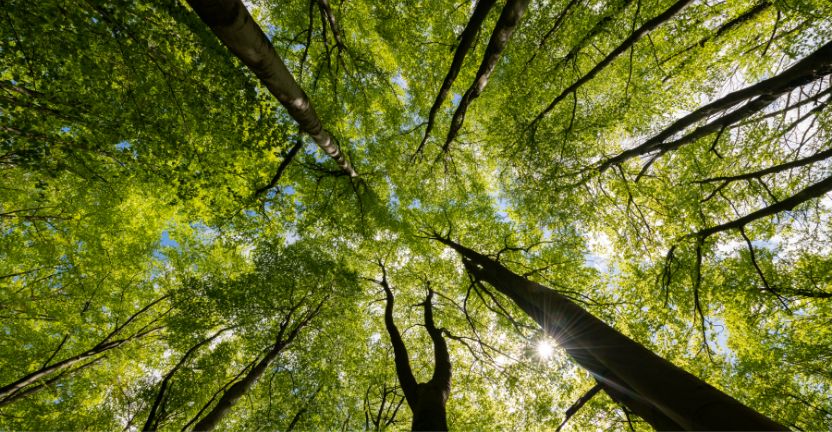 Tall trees with dense green foliage form a canopy through which sunlight shines.
