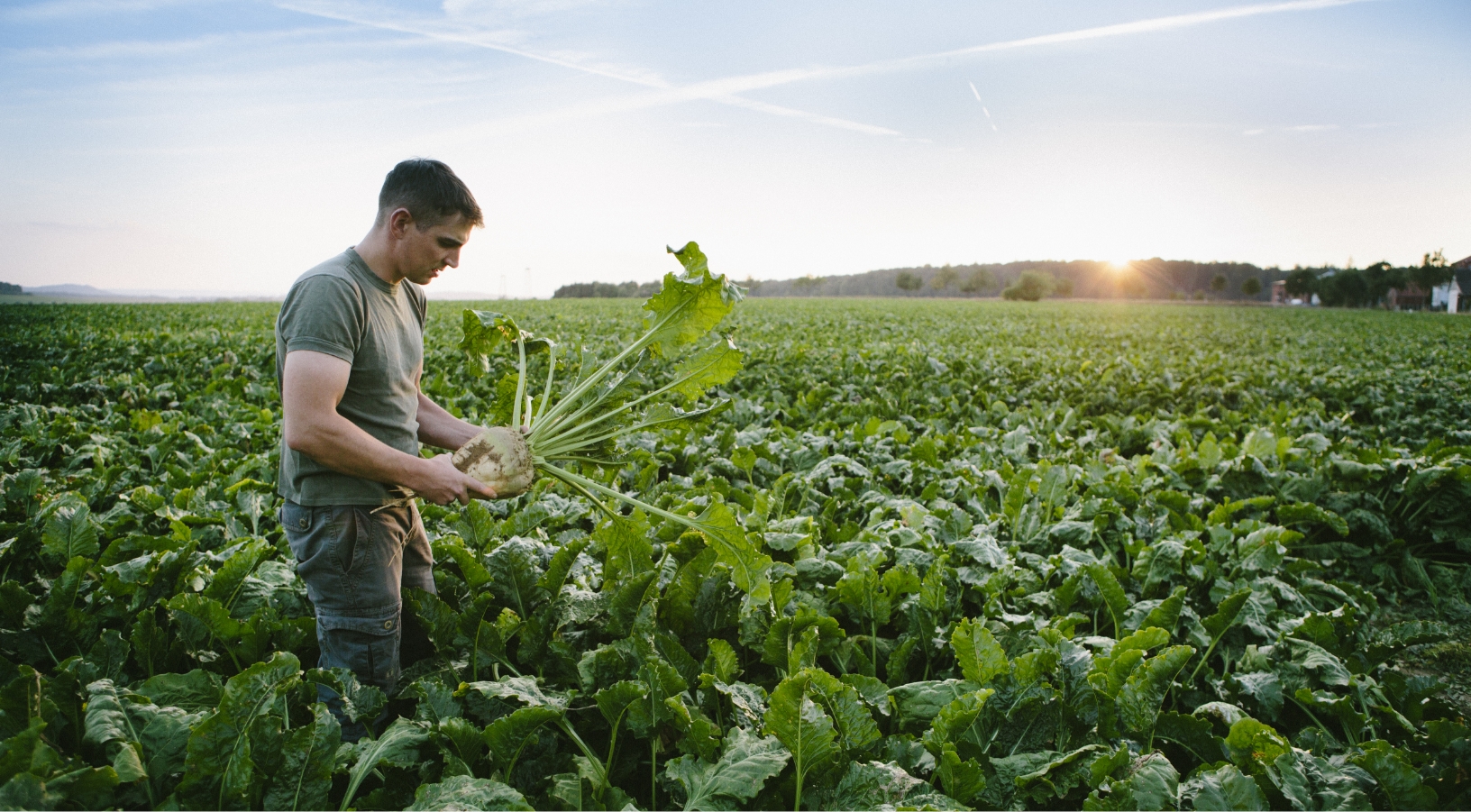 A person is standing in a large field of green plants, holding freshly harvested vegetables at sunset.