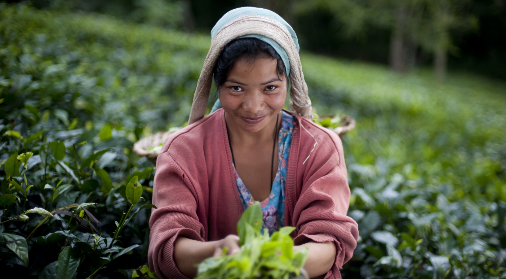 A person wearing a headscarf and a pink jacket is holding freshly picked green leaves in a lush tea field.