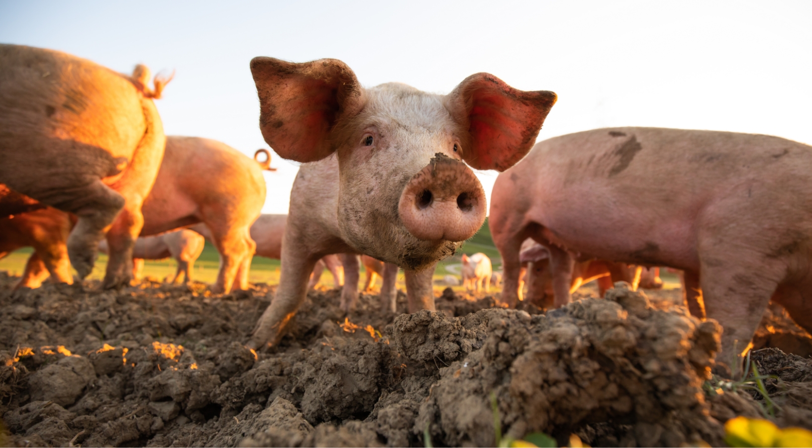 Several pigs are standing in the mud at sunset.